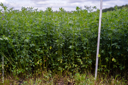 Field of green alfalfa ready for mowing