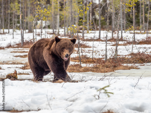 Female brown bear (Ursus arctos) in the snow. Finland. Near Russian border. Late Evening. 