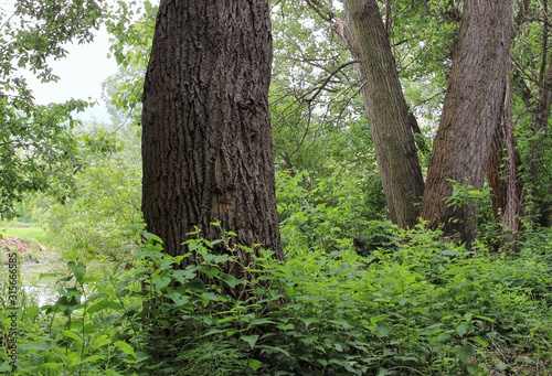 A view on the trees with overgrowth in the woods.