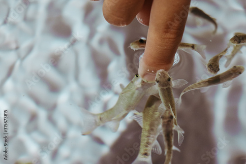 ドクターフィッシュ Doctor Fish ガラルファ garra rufa 角質 除去