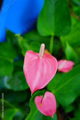 Beautiful Anthurium andraeanum (Flamingo Lily, Flamingo Flower, Anthurium or Tailflower)