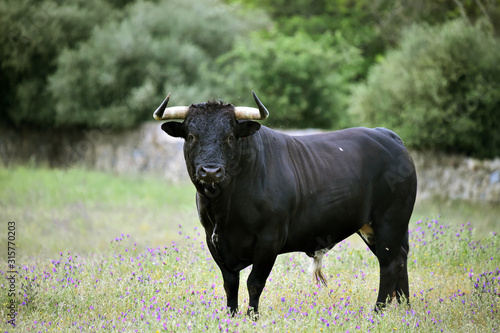 toro español con grandes cuernos