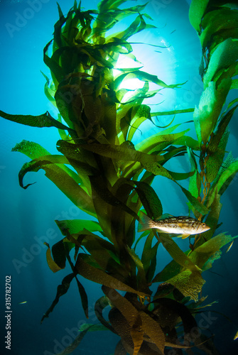 A fish swims in front of a kelp frond