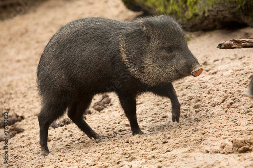 Сollared peccary (Pecari tajacu).