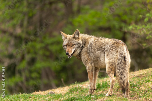 A lone coyote in the woods