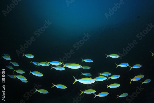 Underwater coral reef and fish in ocean 