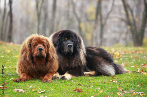 Two dogs breed Tibetan Mastiff