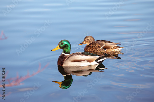 Pair of mallard ducks swimming in water. Wildlife, male defends the female.
