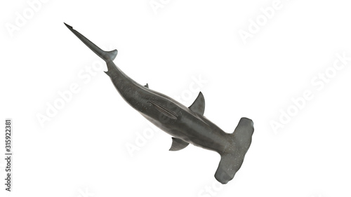 Hammerhead shark isolated on white background cutout ready top view 3d rendering