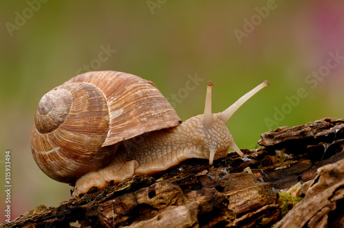 Weinbergschnecke Helix pomatia Linnaeus