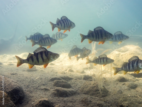 Group of big European perch swimming near lake bottom