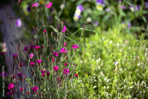 garden and landscape: bright field flowers among native grasses.
