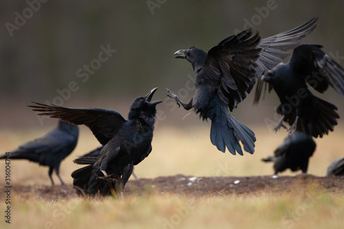 common raven, corvus corax, northern raven