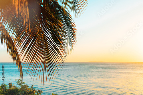 Coconut palm trees on beach at sunset.