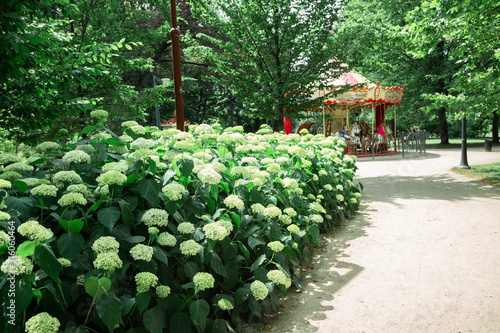 Park Staromiejski green forest and merry-go-round in Wroclaw, Poland