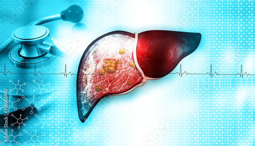 Human liver anatomy on medical background. Liver with stethoscope. 3d illustration.