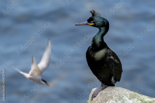 European shag / common shag (Phalacrocorax aristotelis) perched on rock in sea cliff and Arctic tern flying by in spring, Shetland Isles, Scotland, UK