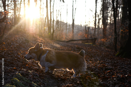 welsh corgi pembroke spacer z psem w lesie