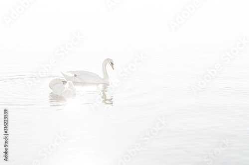 Couple of swans swimming in the lake in a overexposed image to make everything as white figures or elements.