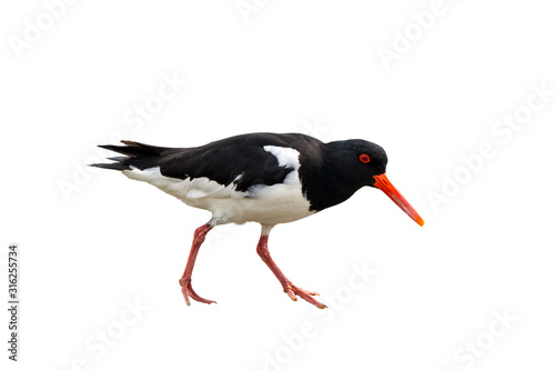 Common pied oystercatcher against white background