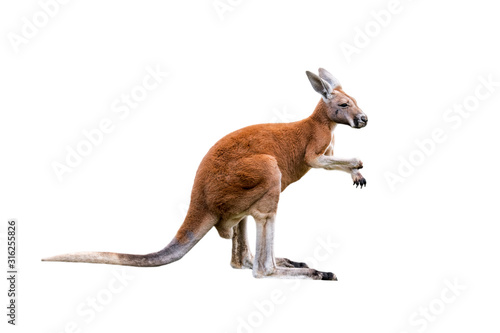 Red kangaroo (Macropus rufus) against white background