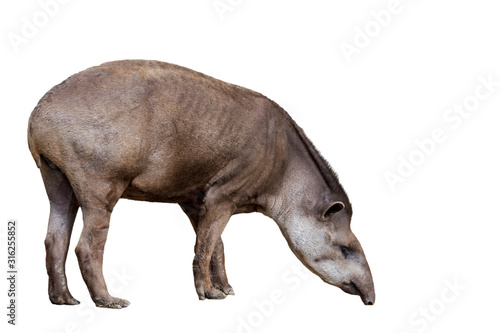 South American tapir (Tapirus terrestris) against white background