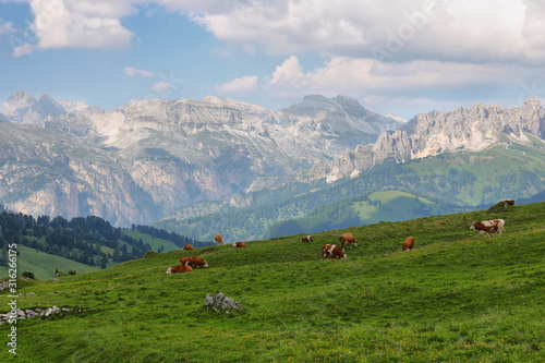 View of mountains and grazing cows in Sella pass, Dolomites Alps, Italy, Europe