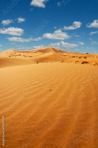 sand dune in the sahara desert 