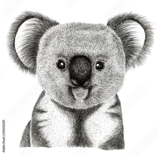 koala hand draw illustration, isolated on white background
