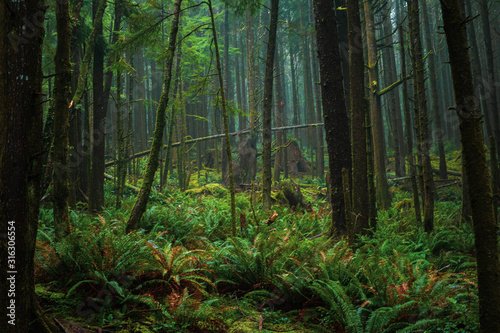 Mystical Fantasy Lush Green Coastal Rainforest