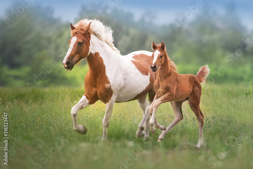 Pinto mare and red foal run on spring green meadow