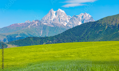 Panoramic view of idyllic mountain scenery with green grass and pine forest