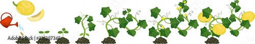 Life cycle of melon plant. Growth stages from seeding to flowering and fruit-bearing plant