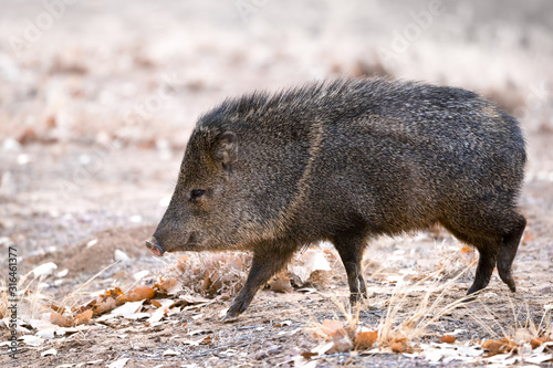 Javelina walking on farm road