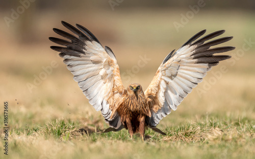 Marsh harrier (Circus aeruginosus) - male