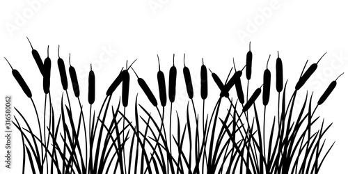 Horizontal bunch of Bulrush or reed or cattail or typha leaves silhouette in black isolated on white background.