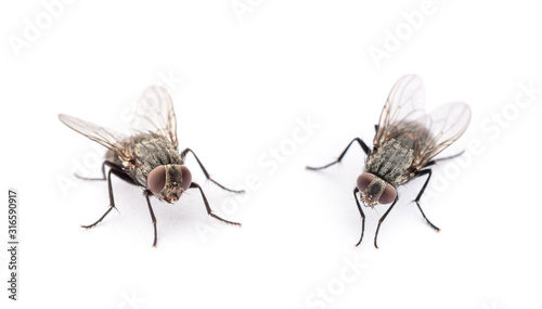 fly isolated on a white background