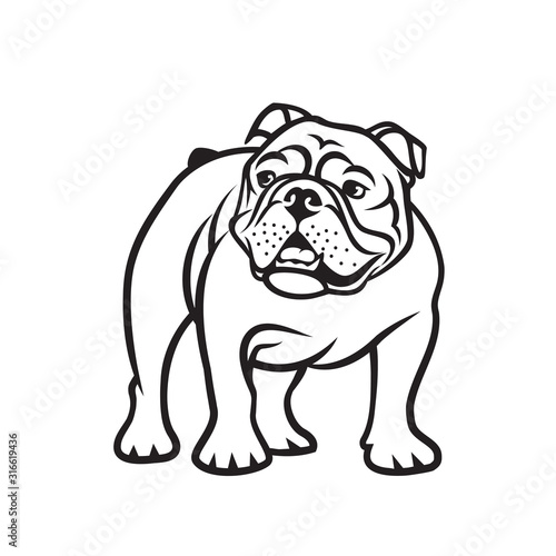 English bulldog - isolated outlined vector illustration