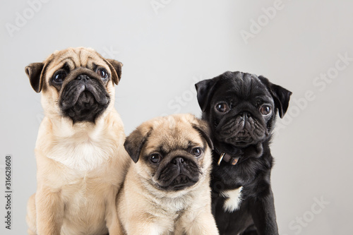 Portraits of cute pug dogs