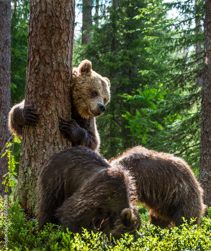 She-bear and bear cubs in the summer pine forest. Summer season, Natural Habitat. Brown bear, scientific name: Ursus arctos.