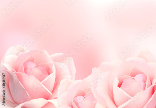 Blurred background with three pink roses