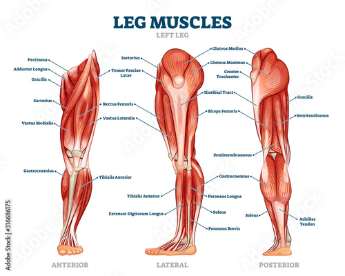 Leg muscle anatomical structure, labeled front, side and back view diagrams