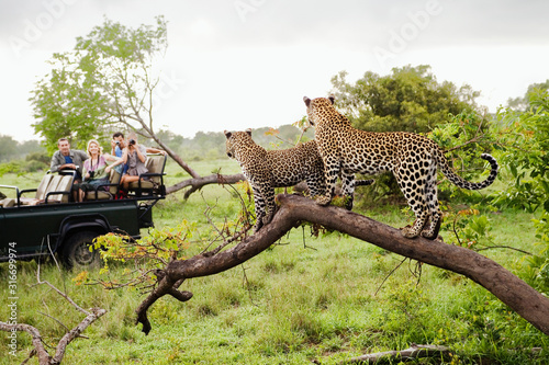 Two leopards on tree watching tourists in jeep back view