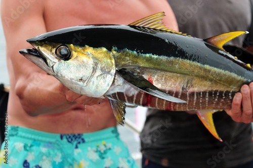 Yellowfin tuna Catched by a Fisherman Thunnus albacares Gelbflossen-Thun ...