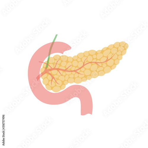 Vector isolated illustration of pancreas