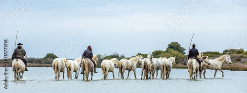 White Camargue Horses . Riders and White horses of Camargue in the water of river. Parc Regional de Camargue . France