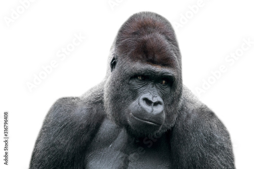 Western lowland gorilla (Gorilla gorilla gorilla) close-up of male silverback against white background