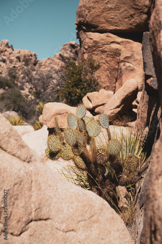 cactus in the desert at Joshua tree park, california