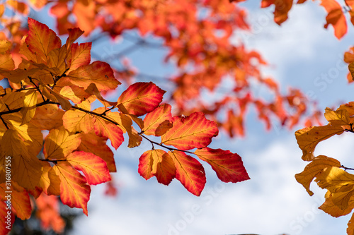 Parrotia persica tree detail with leaves in Autumn