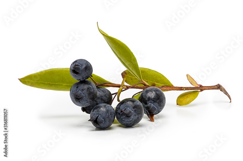 myrtle berries and branch isolated on white